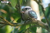 EUGY 3D-Modell – Vogel: Kookaburra