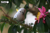 EUGY 3D Puzzle – Cockatoo