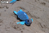 EUGY 3D Puzzle - Turtle