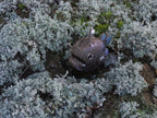 EUGY 3D Model – Sea creature: Anglerfish