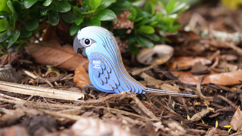 EUGY 3D Model – Bird: Spix's Macaw