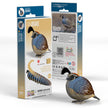 EUGY 3D Model – Bird: Quail