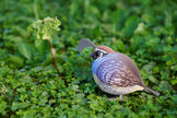 EUGY 3D Model – Bird: Quail