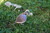 EUGY 3D Model – Bird: Quail