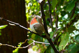 EUGY 3D-Modell – Vogel: Kiwi